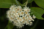 Virginia meadowsweet